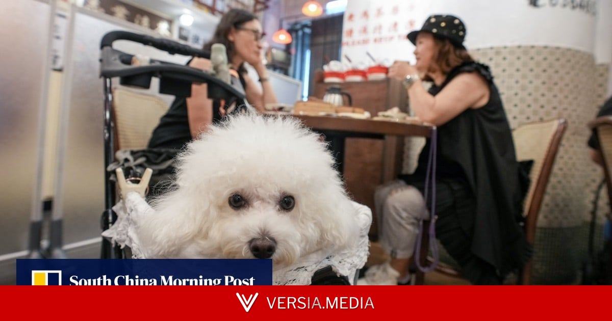 Hongkongers’ new pet peeve over dogs at diners sparks calls for tougher vetting