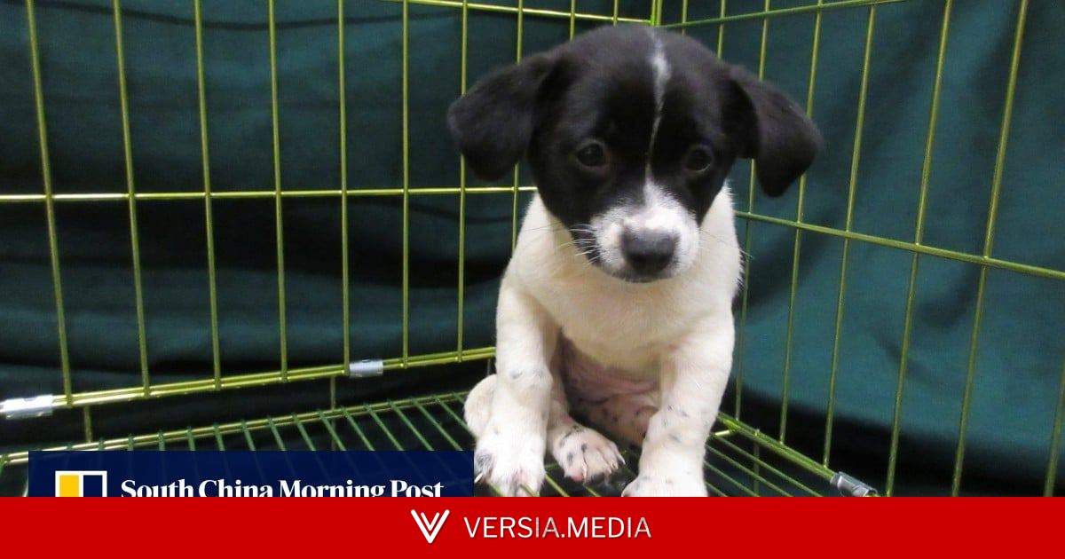 2 women arrested at Hong Kong border after dog, endangered birds found in bags