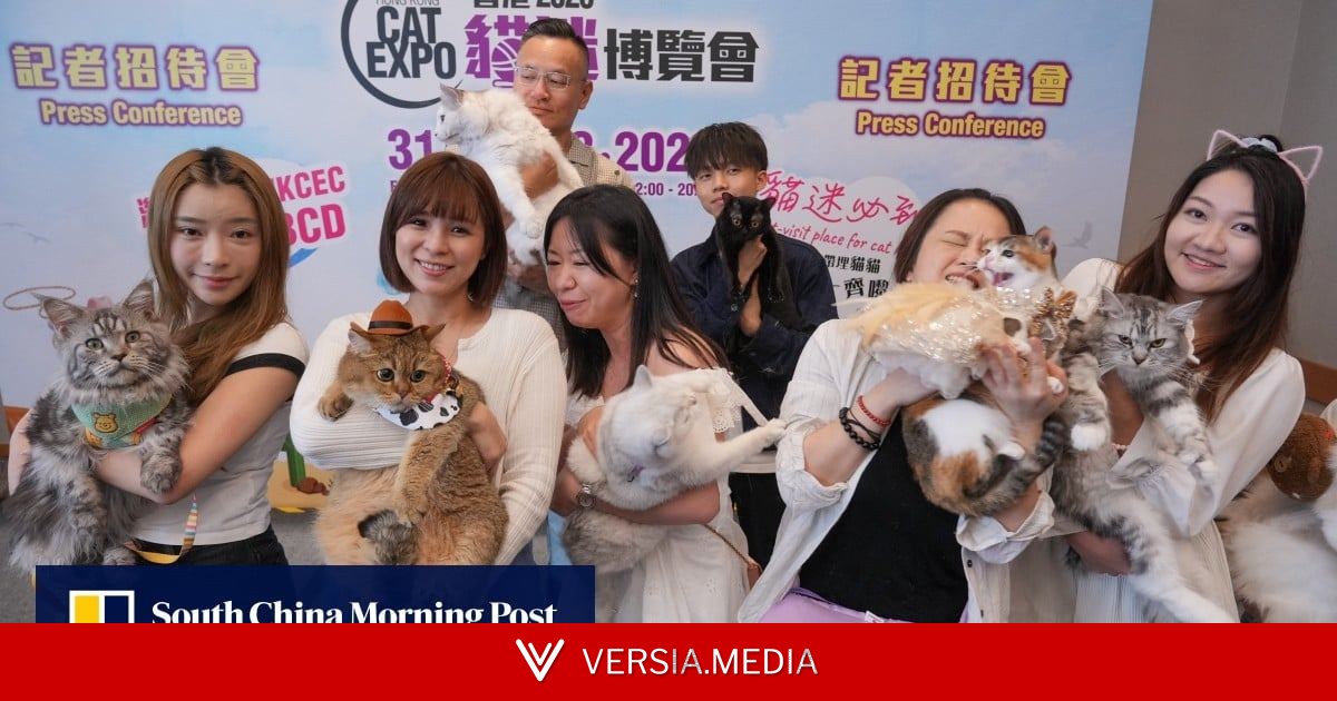 Hongkongers spend record HK$2,000 per month on cats as ‘silver’ feline market grows