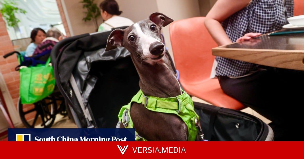 Over 900 Hong Kong restaurants welcome dogs on day 1 of pet-licensing scheme