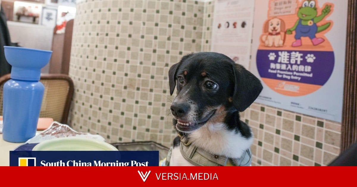 Some ‘responsible’ restaurants pull out from dog-friendly scheme amid complaints