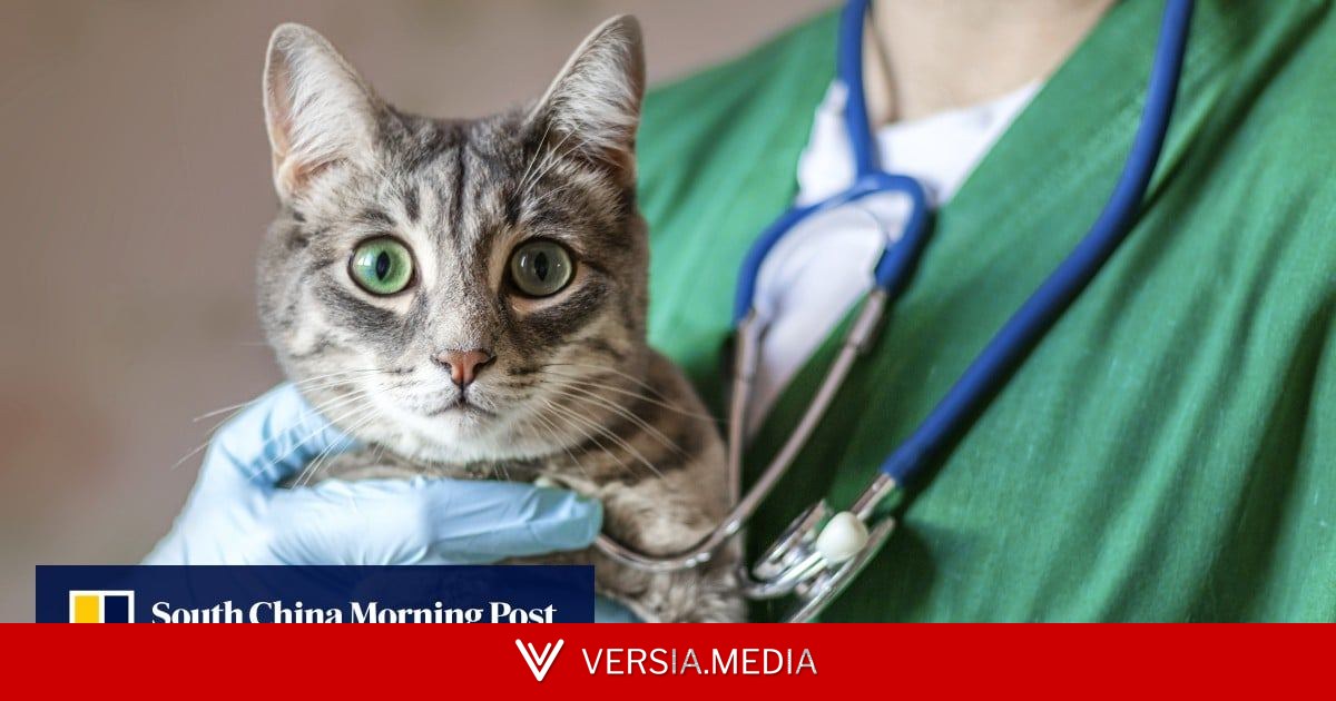 Hong Kong veterinary board pressed to improve service amid logjam of complaints