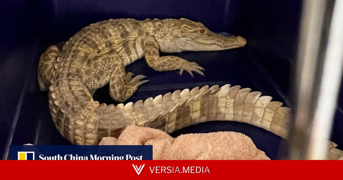 Crocodile discovered on balcony triggers arrest after 100 more reptiles found
