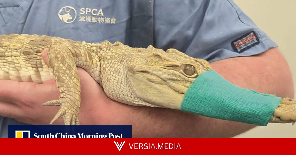 Rescuers snap into action after crocodile found in Hong Kong building