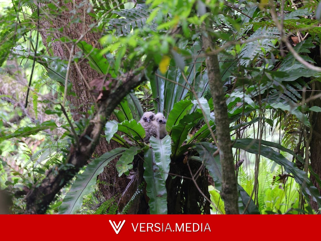 2 rare owl chicks born in Hong Kong breeding success